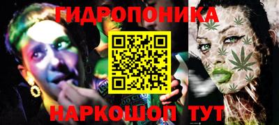 крисы Кингисепп